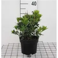 GRDplanten Pieris jap. 'Debutante' - Schattenglöckchen Debutate 20- 30 cm - Container