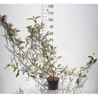 GRDplanten Viburnum hillieri 'Winton' - Boule de neige 40- 50 cm - conteneur