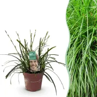 Green Boutiq - Siergrassen - Carex oshimensis Intense Green - Groen - 1 Plant - Groenblijvend - Winterhard - Pot 17cm Hoogte 50cm