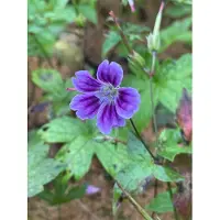 GRDplanten 6 x Geranium nodosum 'Clos du Coudray' - Bec de cigogne - Pot 9 x 9 cm