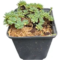 GRDplanten Sedum pachyclados - Feuille de graisse Angelina - Pot 9 x 9 cm