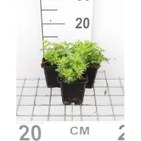 GRDplanten 6 x Galium odoratum (asperula.od.) - Galium - pot 9 x 9 cm
