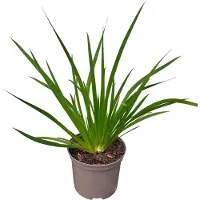 GRDplanten Libertia grandiflora - Libertia à grandes fleurs - conteneur 2 litres