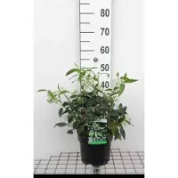 GRDplanten Viburnum dav. 'Angustifolium' - Boule de neige 20- 25 cm - conteneur