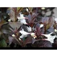 GRDplanten Weigela hybr. 'Black And White' ('courtacad01') - Weigelia 30- 40 cm - conteneur