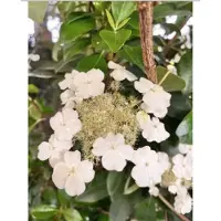 GRDplanten Hydrangea seemannii - Hortensia grimpant à feuilles persistantes 40-50 cm | Pot