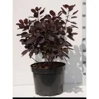 GRDplanten Cotinus cogg. 'Royal Purple' - Cotylédone rouge en conteneur 60- 80 cm