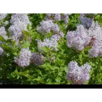 GRDplanten Syringa patula 'Miss Kim' - Lilas 40- 60 cm - conteneur