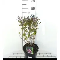 GRDplanten Syringa hybr. 'Josee' - Lilas 30- 40 cm - Conteneur
