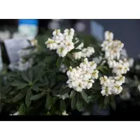 GRDplanten Pieris jap. 'Debutante' - Schattenglöckchen Debutate 30- 40 cm - Container