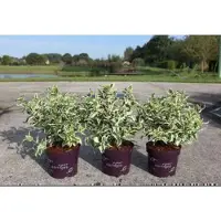 GRDplanten Diervilla sess. 'Cool Splash' - Weigelia américain 30- 40 cm conteneur