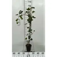 GRDplanten Hedera hibernica - Irian Efeu 80-100 cm | Topf