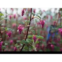 GRDplanten Ribes sang. 'King Edward Vii' - Ribes 50- 60 cm - Conteneur