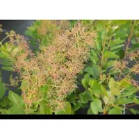 GRDplanten Cotinus cogg. 'Young Lady' - Arbuste à perruque Young Lady 40- 60 cm Conteneur