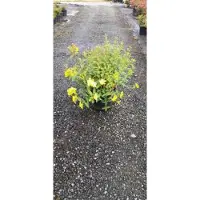 GRDplanten Hypericum hybr. 'Hidcote' - Millepertuis 30- 40 cm conteneur