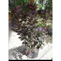 GRDplanten Cotinus cogg. 'Royal Purple' - Cotin rouge à perruque 50- 60 cm conteneur