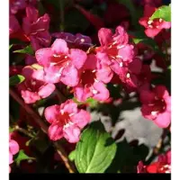 GRDplanten Weigela hybr. 'Bristol Ruby' - Weigelia 50- 60 cm - conteneur