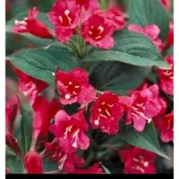 GRDplanten Weigela hybr. 'Eva Rathke' - Weigelia 50- 60 cm - conteneur