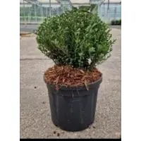 GRDplanten Ilex cren. 'Glorie Dwarf' - Houx du Japon 20- 25 cm - Conteneur