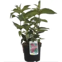 GRDplanten Weigela hybr. 'Rumba' - Weigelia 40- 60 cm - conteneur