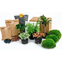 Urbanjngl Plantes Terrarium - Jungle 5 - Coffea - Fern - Palm - 2X Fittonia - Recharge & Kit de démarrage - Diy