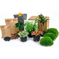 Urbanjngl Plantes Terrarium - Jungle 5 - Coffea - Fern - Palm - 2X Fittonia - Recharge & Kit de démarrage - Diy