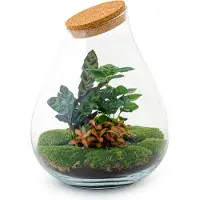 Urbanjngl Diy Terrarium - Drop Xl Red - ↕ 37 Cm