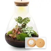 Urbanjngl Diy Terrarium - Sam Calathea Avec Lumière - 30 Cm