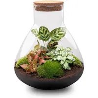 Urbanjngl Terrarium Diy - Sam Xl Red - 35 Cm