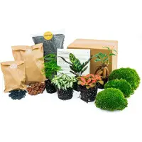 Everspring Plantes Terrarium - Lancifolia - Bonsaï - Asparagus - 5 Plantes - Recharge & Kit de démarrage - Diy
