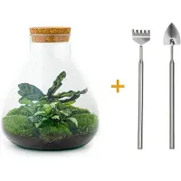 Urbanjngl Diy Terrarium - Sammie - 27 Cm