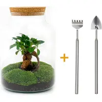 Urbanjngl Diy Terrarium - Milky With Bonsai - ↕ 30 Cm + Rsts