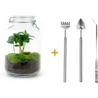 Urbanjngl Diy Terrarium - Pot - Coffea Arabica - 28 Cm