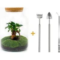 Urbanjngl Diy Terrarium - Milky With Bonsai - 30 Cm + Rsts