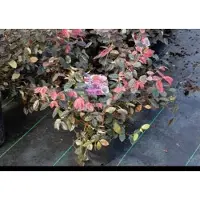 GRDplanten Loropetalum chin. 'Fire Dance' - Fleur à lanières Fire Dance 20- 25 cm - Conteneur