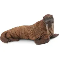 Collecta Morses