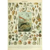 Grafika Puzzle Mollusques 1000 pièces Jeu éducatif Biologie