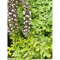 Brandless 6x Acanthus mollis - Berce du Caucase en pot 9 x 9 cm