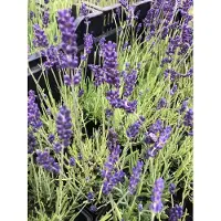 Brandless 4 x Lavandula angustifolia 'Hidcote' - en pot 3 litres