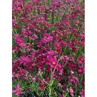 Brandless 6 x Coreopsis verticillata 'Ruby Red' - Yeux de demoiselle en pot de 9x9 cm