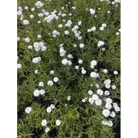 Brandless 6 x Achillea ptarmica 'Peter Cotontail' - Achillée millefeuille en pot 9 x 9 cm