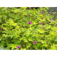 Brandless 6 x Geranium 'Ann Folkard' - Bec de cigogne - pot 9 x 9 cm