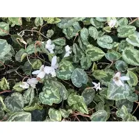 Brandless 6 x Cyclamen Hed. 'Album' - Cyclamen blanc en pot 9x9 cm