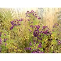 Brandless 6 x Aster novae-angliae 'Purple Dome' - Aster d'automne en pot de 9x9 cm