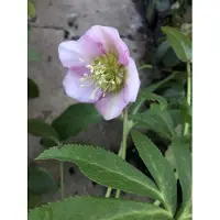 Brandless 6 x Helleborus orientalis Pretty Ellen Pink - Eglantier - pot 9 x 9 cm