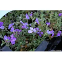 Brandless 6 x Aubrieta hybr. 'Cascade Blue' - Fleur à franges en pot de 9x9cm