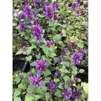 Brandless 6 xAgastache 'Blue Boa' - Plante en bois en pot de 9x9 cm