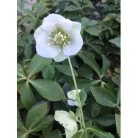 Brandless 6 x Helleborus or. Pretty Ellen White - Eglantine - pot 9 x 9 cm