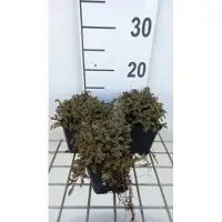 Brandless 6 x Acaena micr. 'Matelas dense' - Noix de barbarie en pot 9 x 9 cm