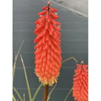 Brandless 6 x Kniphofia 'Alcazar' - Lys torche en pot 9 x 9 cm